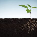 Study investigators find that bacteria in leaf cells can exchange nitrogen for plant sugars.