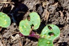 Flea beetles in canola seedlings. (Canola Council of Canada video screengrab via YouTube)
