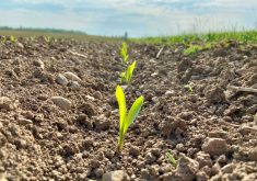 Corn seedlings in southern Ontario in 2021. (Farmtario photo by John Greig)