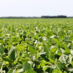 Enhancing corn and soybean yields in Ontario