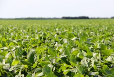 Enhancing corn and soybean yields in Ontario