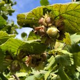 Ferrero imports about 12,000 tons of hazelnuts annually, representing a potential $30 million per year industry for Ontario. A University of Guelph researcher is working toward genetic preservation of hazelnuts to breed plants that can tolerate temperature fluctuations.
