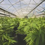 Cannabis Farm Greenhouse