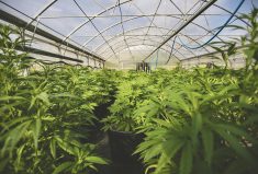 Cannabis Farm Greenhouse