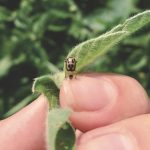 A bean leaf beetle is easy to identify by the black triangle on its back.