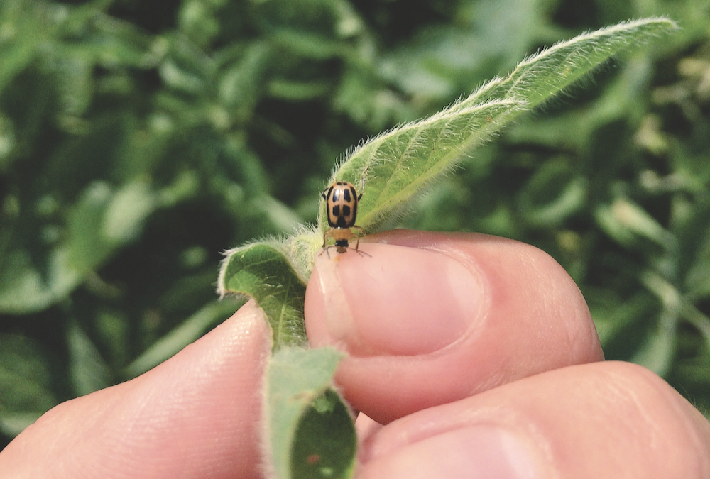 A bean leaf beetle is easy to identify by the black triangle on its back.