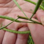 Diamondback moth larvae.