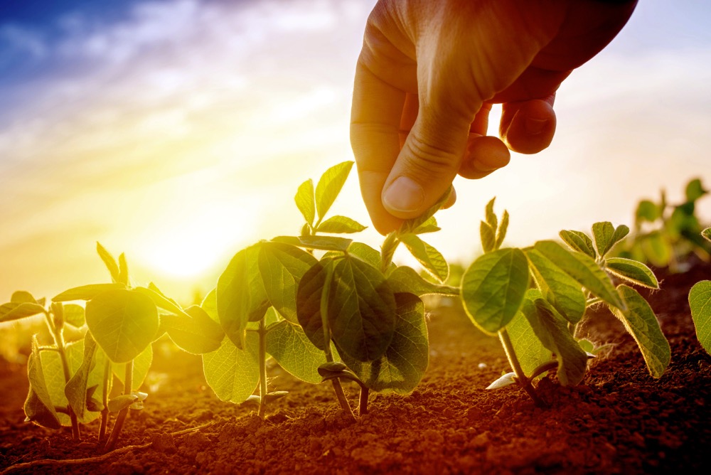 Partnership to bring nematode resistance trait to Enlist E3 soybeans