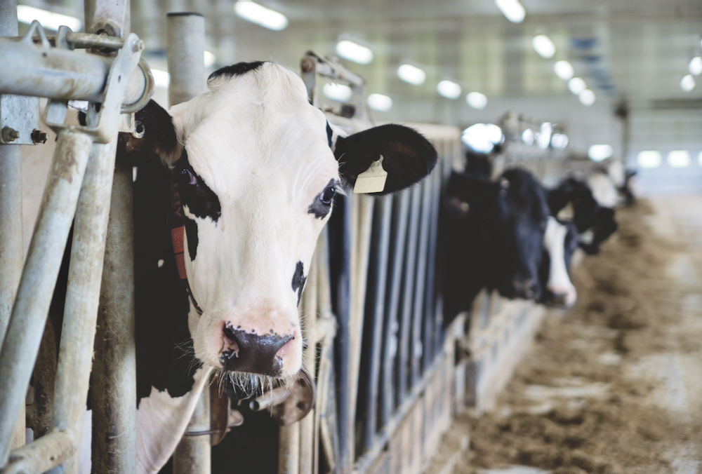 Lactanet is developing a tool that will provide dairy producers with a list of “diversity sires” or “diversity candidates” that will be offered through its Compass software program.