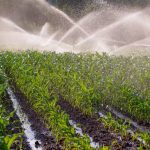 File photo of a maize crop under irrigation in South Africa. (Deldew/iStock/Getty Images)