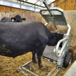 The BovineHub, a weigh scale from Ireland’s StrongBó Agritech in partnership with Dr. Marty Metzger at Dave Gardiner Farms, provides low-stress, accurate cattle weights using only the animal’s two front feet on the pad. The information links automatically to the RFID tag and assists in optimizing diet and increasing profit through timely cattle marketing.