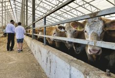 A collection of beef cattle in a commercial feedlot, with figures of two people conversing in the background