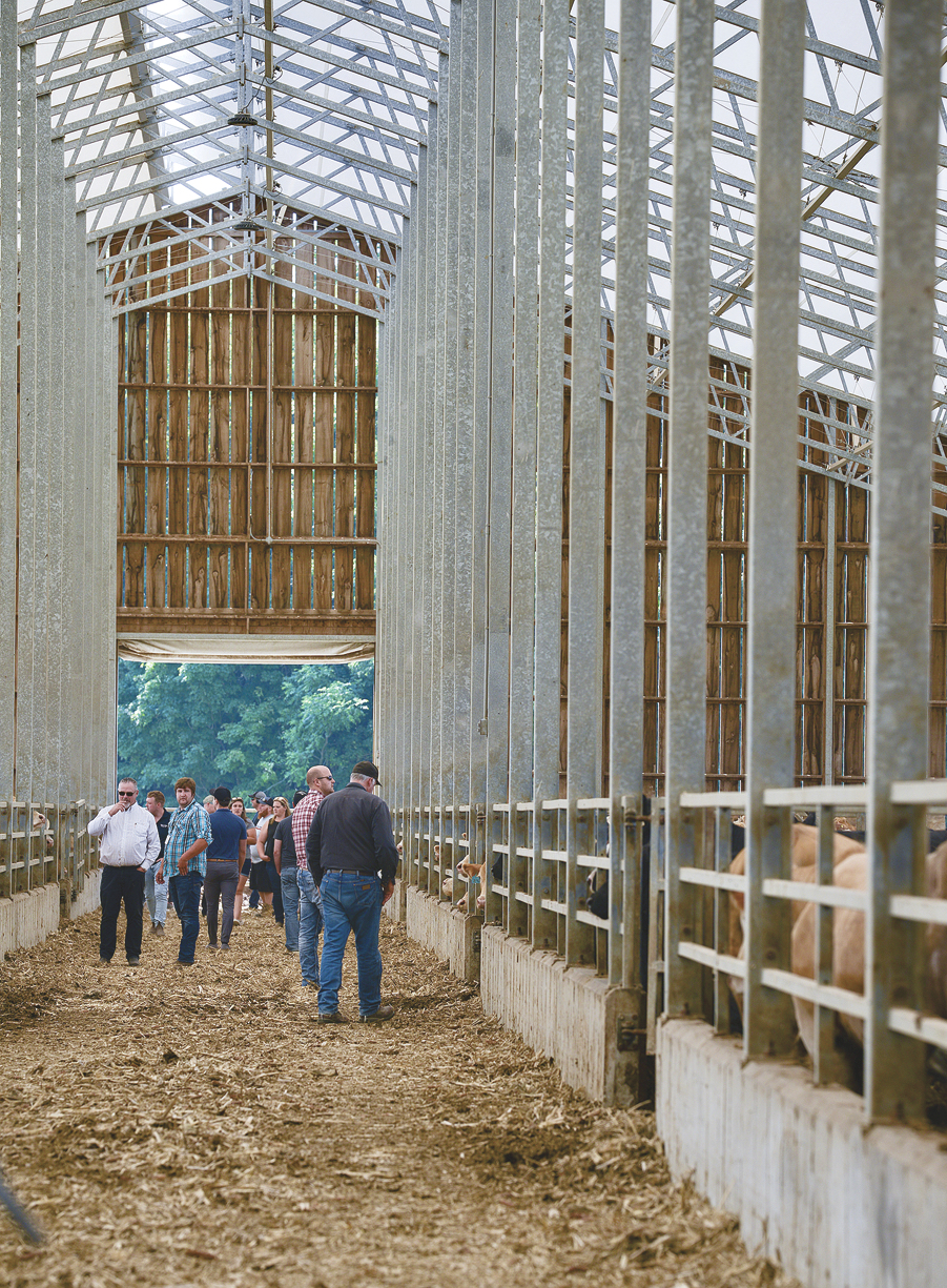 People stroll in a well-ventilated barn , where cows are housed in a slope-packed feedlot