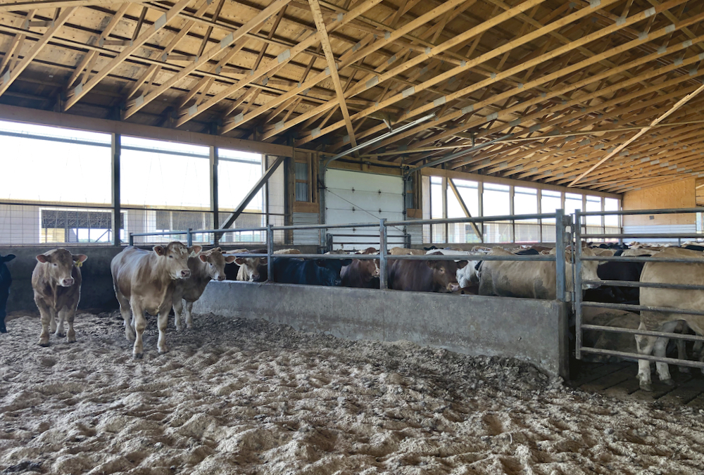 A large, modern cattle barn with a high ceiling, rows of pens, and cows standing on a bedded floor