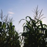 Forecasts of a heat wave in the U.S. are supporting soy and corn prices. Photo: File