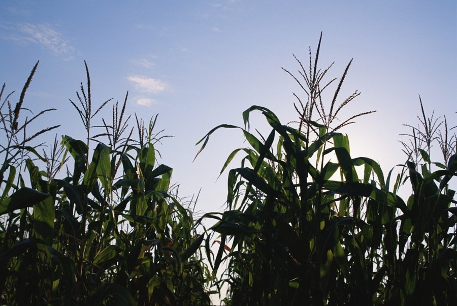 Forecasts of a heat wave in the U.S. are supporting soy and corn prices.  Photo: File
