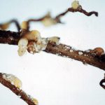 Roots of a soybean plant infected with nematodes.