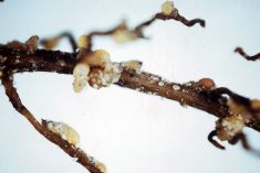 Roots of a soybean plant infected with nematodes.