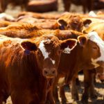 Compared to last week, calves under 550 pounds were up $6 to $8 on average. Photo: Canada Beef Inc.