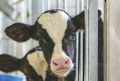 Research has shown that a financial loss of $150 per calf can result from diarrhea that is not managed early.