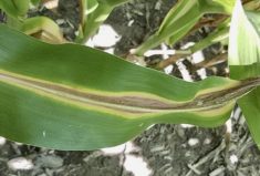 Nitrogen deficiency symptoms can appear due to lack of mineralized N in the soil.