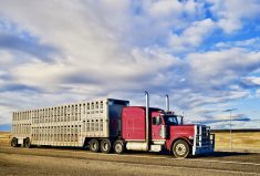 Many agricultural companies need AZ drivers to haul grain, cattle and fertilizer, but insuring younger drivers or those with less than five years experience is becoming cost-prohibitive, if they can get insurance at all.
