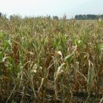 Poor corn development due to dry weather stress.