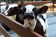 New health tool for calves