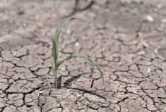 The author writes that while the new APF is a step in the right direction to help farmers mitigate climate change, it isn’t nearly as ambitious as is required to meet the amount of risk farmers face with regards to the increase in severe and frequent adverse weather events.