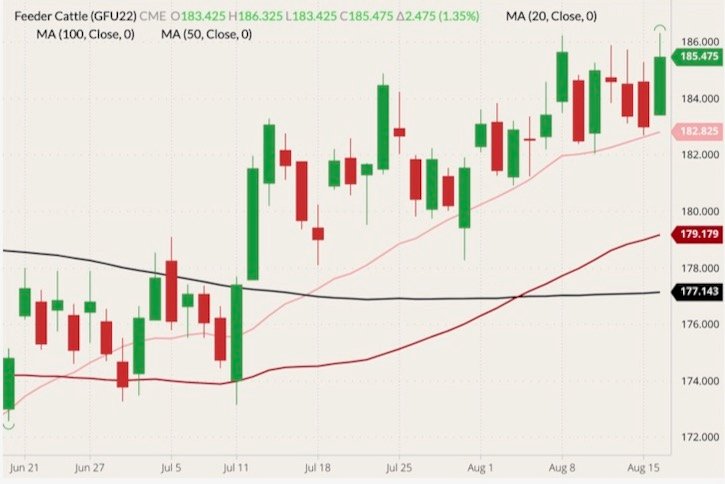 CME September 2022 feeder cattle (candlesticks) with 20-, 50- and 100-day moving averages (pink, dark red and black lines). (Barchart)
