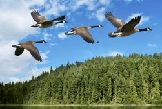 Climate change is changing the biology of wild birds and their migratory patterns, which means avian influenza is arriving sooner, as seen this spring in Ontario. Migratory birds are arriving in North America earlier, and staying longer. Some species including Canada geese have decreased their migration away from Ontario.
