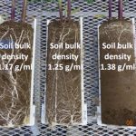 Root growth of corn plants (V5 growth stage) growing in soil compacted to different bulk densities before corn seeds were planted.