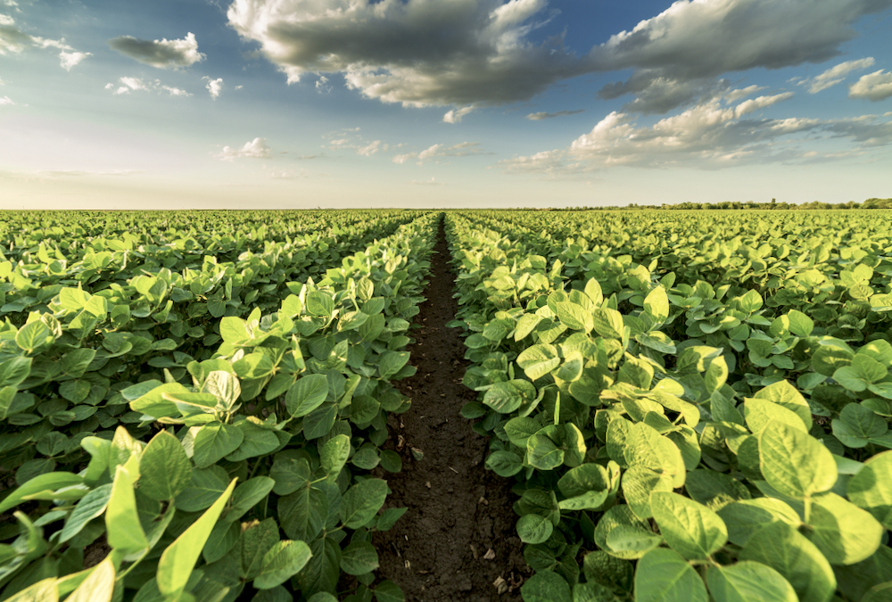 Price forecasting for soybeans will be difficult due to the U.S. - China tension over trade with Taiwan.