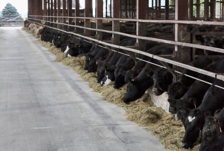 Giving feeder cattle an extra push on feed intake Farmtario