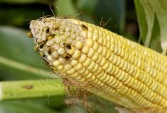 The RNAi trait in SmartStax Pro prevents production of a protein and without it, corn rootworm larvae can’t survive.