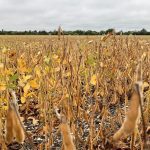 A soybean crop at Headingley, Man. on Sept. 2, 2021. (Dave Bedard photo)