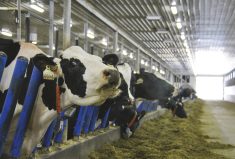 dairy cattle