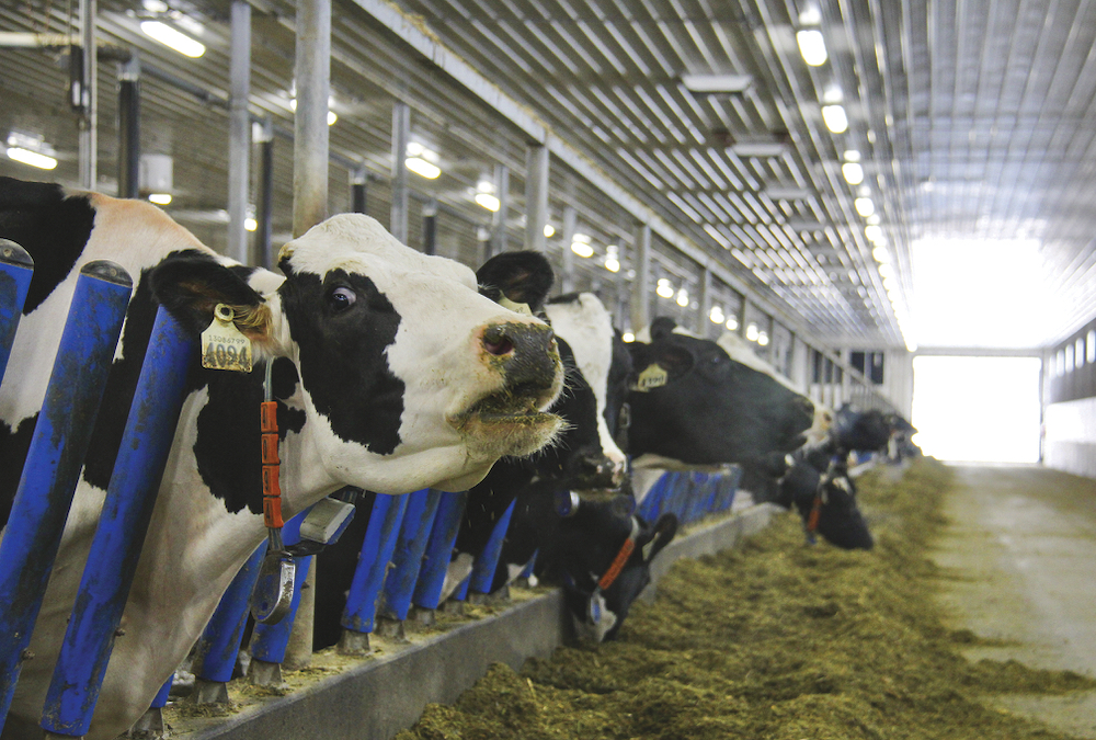 dairy cattle