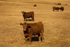 (File photo courtesy Canada Beef Inc.)