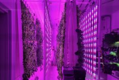 At AgriTech North's vertical farming facility in Dryden, the light in the grow room is pink when the plants are in their grow cycle, and off during the day when they are in their sleep cycle.