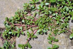 Purslane.