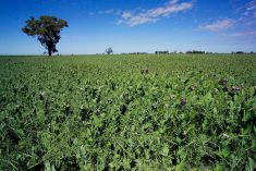 File photo of a field pea crop in western New South Wales, Australia. (Alfio Manciagli/iStock/Getty Images)