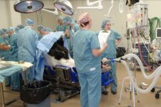 Surgery on a horse at the Western College of Veterinary Medicine’s equine veterinary medical centre in Saskatoon. (WCVM video screengrab via YouTube)