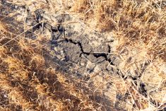 Withered earth on the field