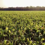 Simple cover crop mixture of oats, radish, peas. October 9, 2020, Waterloo Region.