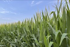 A new machine-learning model for predicting crop yield using environmental data and genetic information could lead to development of higher-performing crop varieties. 