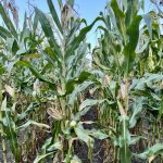 Pre-tassel fungicide application.