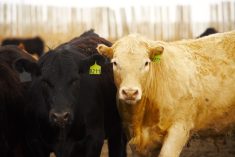 The use of genomics in the beef cattle sector could enhance genetic progress similar to what has been realized in the dairy sector.