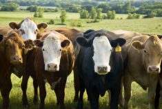 Only a portion of the province’s 100 animal welfare inspectors have specialized training in livestock and equine, which some have identified as problematic.