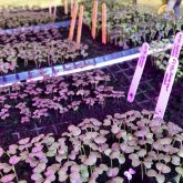 Greenhouse-grown brassica microgreens under increased amber-blue lights and decreased red light to promote carotenoid production.